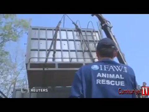 Putin'in kaplanı 15 keçiyi öldürdü