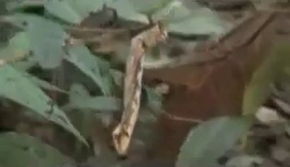 YILANA BENZEYEN HEMEROPLANES TIRTILI