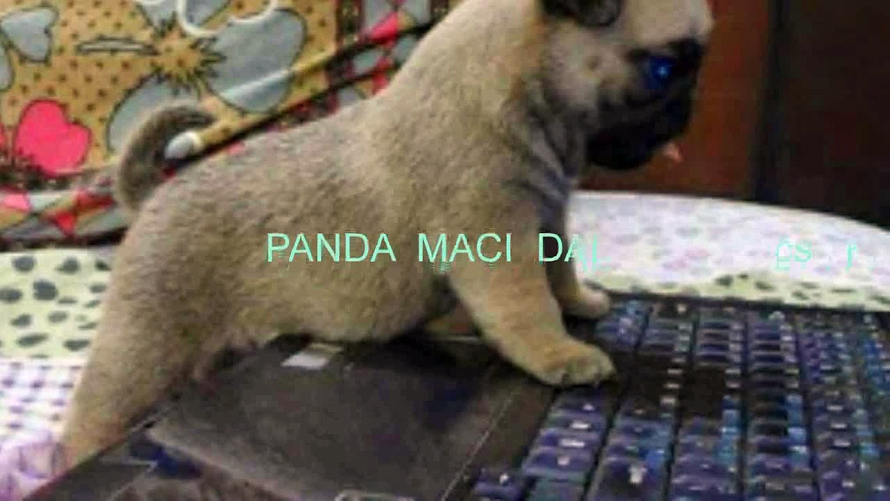 PANDA  MACI  DAL