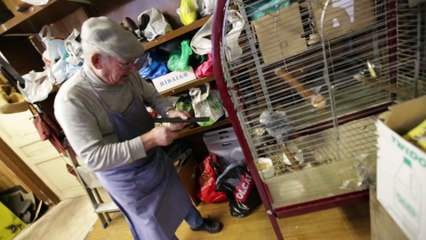 Le perroquet de la cordonnerie de Saint-Boniface à Ixelles