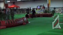 agility  avignon nov 15 dolce jump