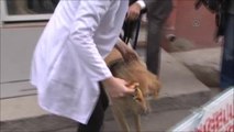 Ayakları Kopan Martıya Protez, Köpeğe Yürüteç Takıldı