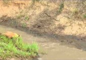 Lioness Gives Her Cubs a Swimming Lesson