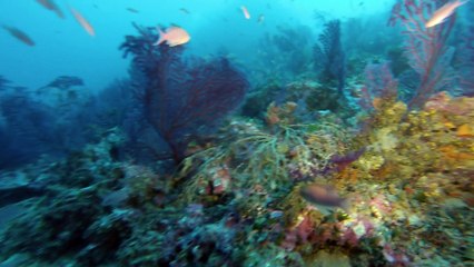 Le Levant La ciotat 17/11/14