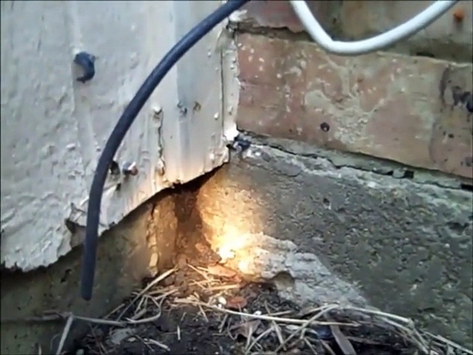 Home Inspectors Dallas Demonstrates Active Termites