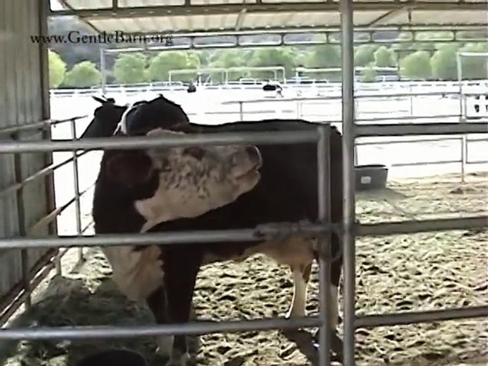 The Gentle Barn  Karma's Reunion