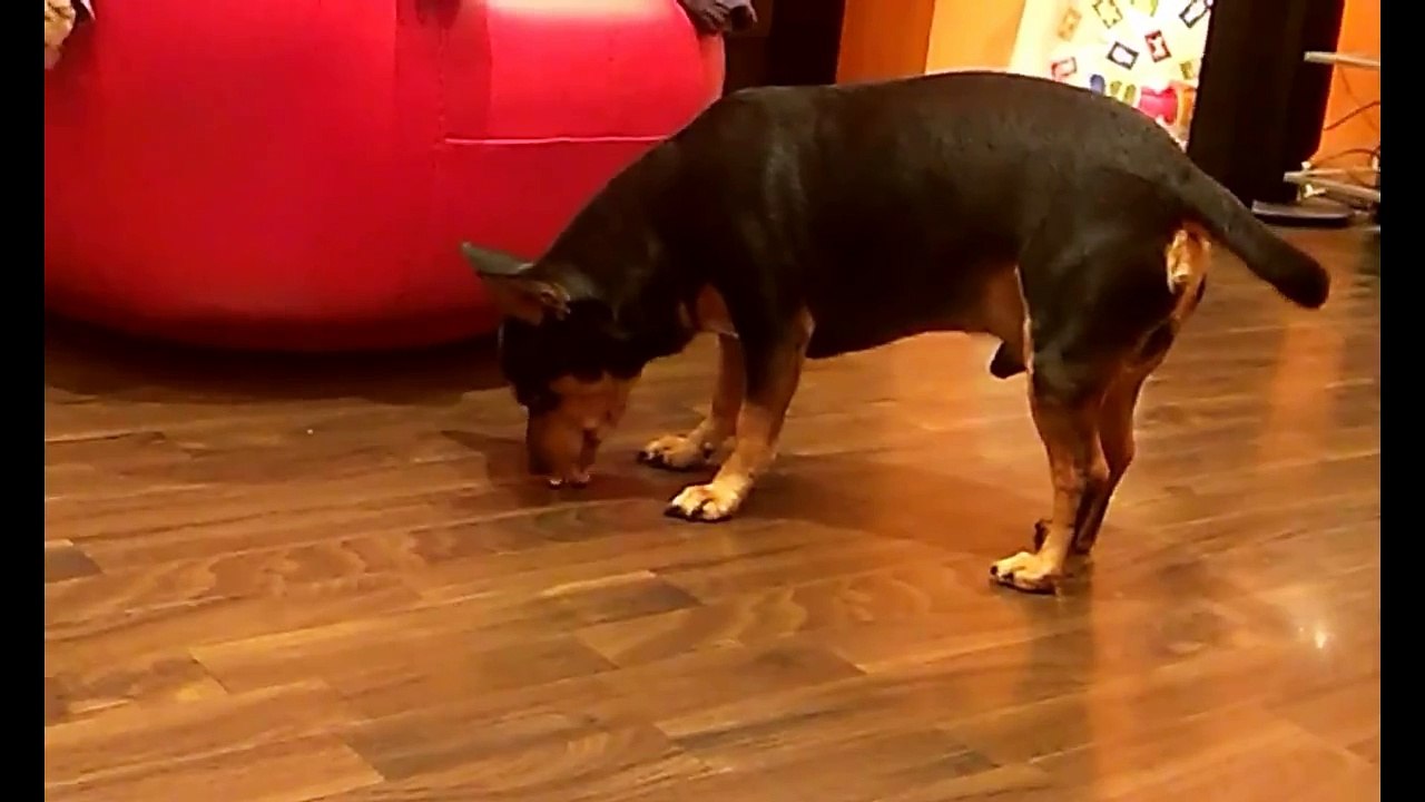 Funny Dog Plays With a Peanut.