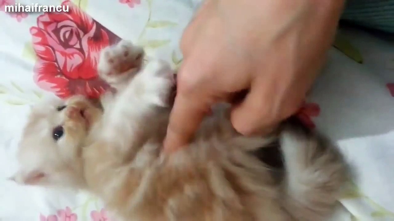 Cute Kittens Compilation NEW.