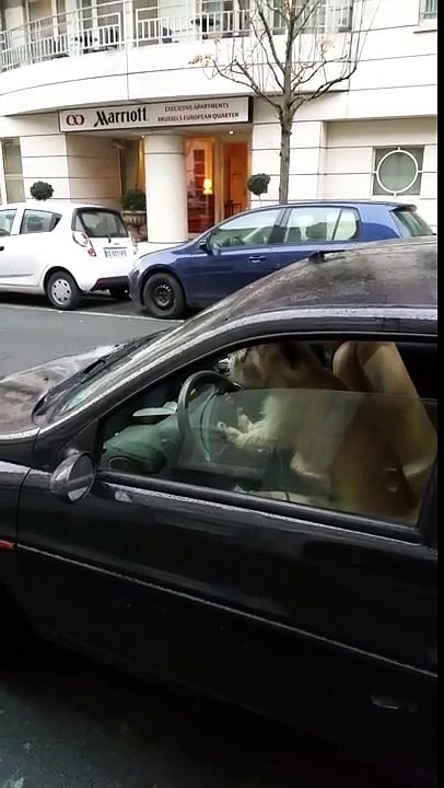 Un chien coincé dans une voiture