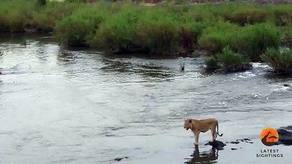 اسد يحاول النجاة بحياته من تمساح تحث الماء
