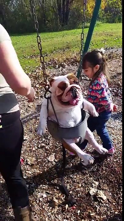 Un bouledogue anglais fait de la balançoire