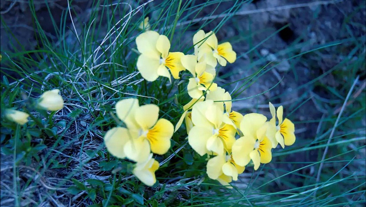 Rando vallée des merveilles 2014