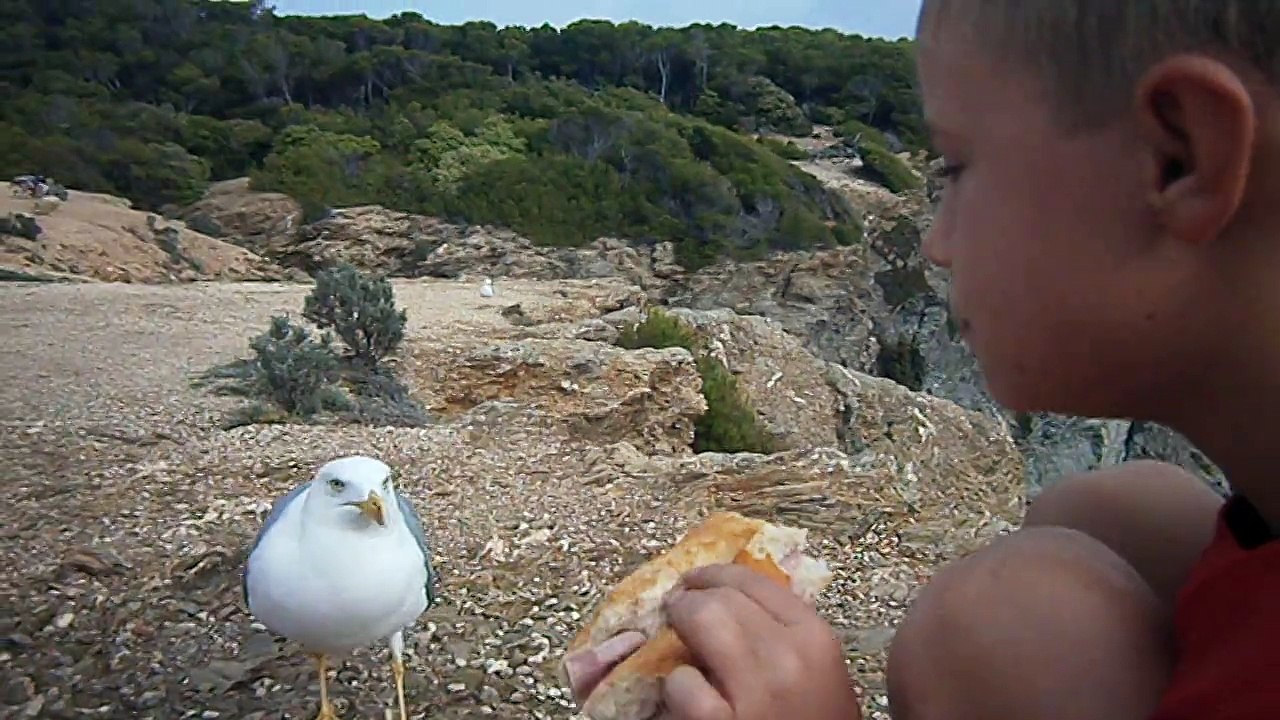 Eliot et sa mouette a Porquerolles