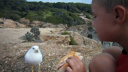 Eliot et sa mouette a Porquerolles
