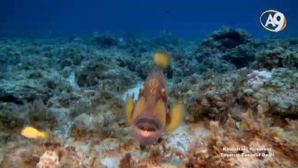 Kainattaki kusursuz tasarım tesadüf değil