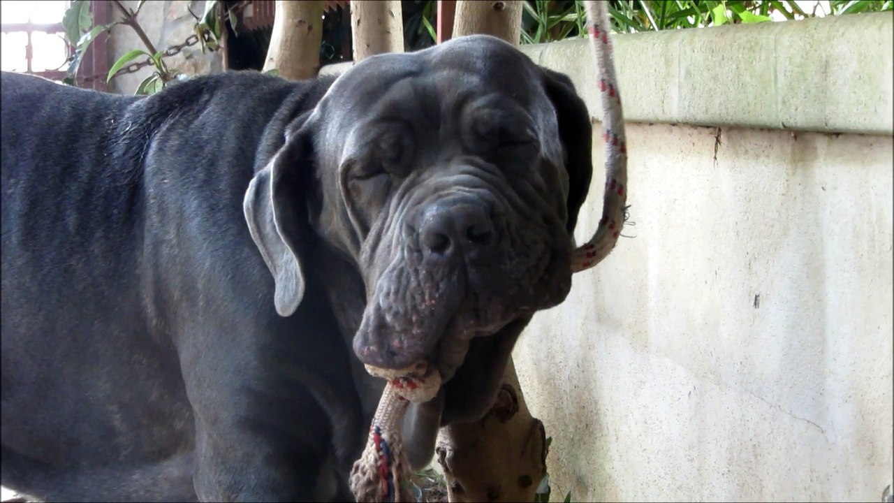 conan : una testa antica, una linea di sangue antica, un giovane mastino napoletano