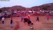 Super Jaripeo Extremo De Rancho Nuevos Jinetes Montando Toros Salvajes En El Platanillo Espuela Libre 2014