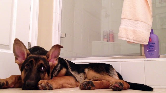 German Shepherd dog sings with his owner