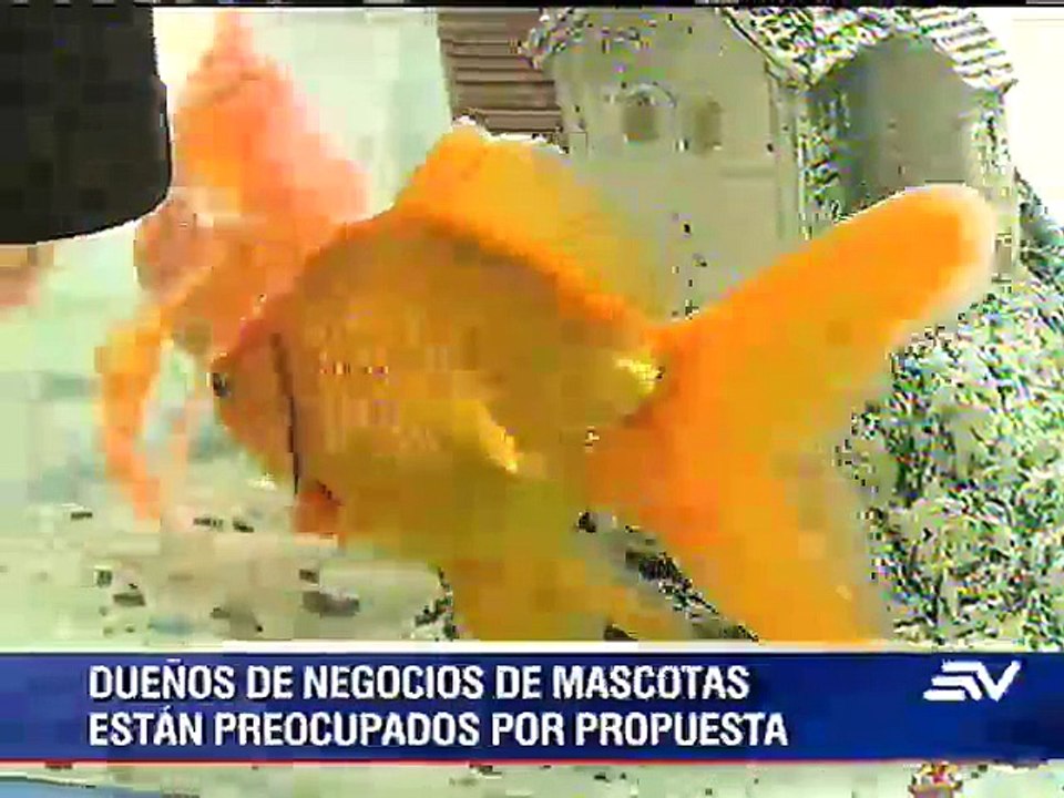 Televistazo 20h00 / 26/Nov/2014