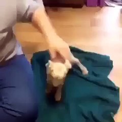 Goat gives it all it&#039;s got