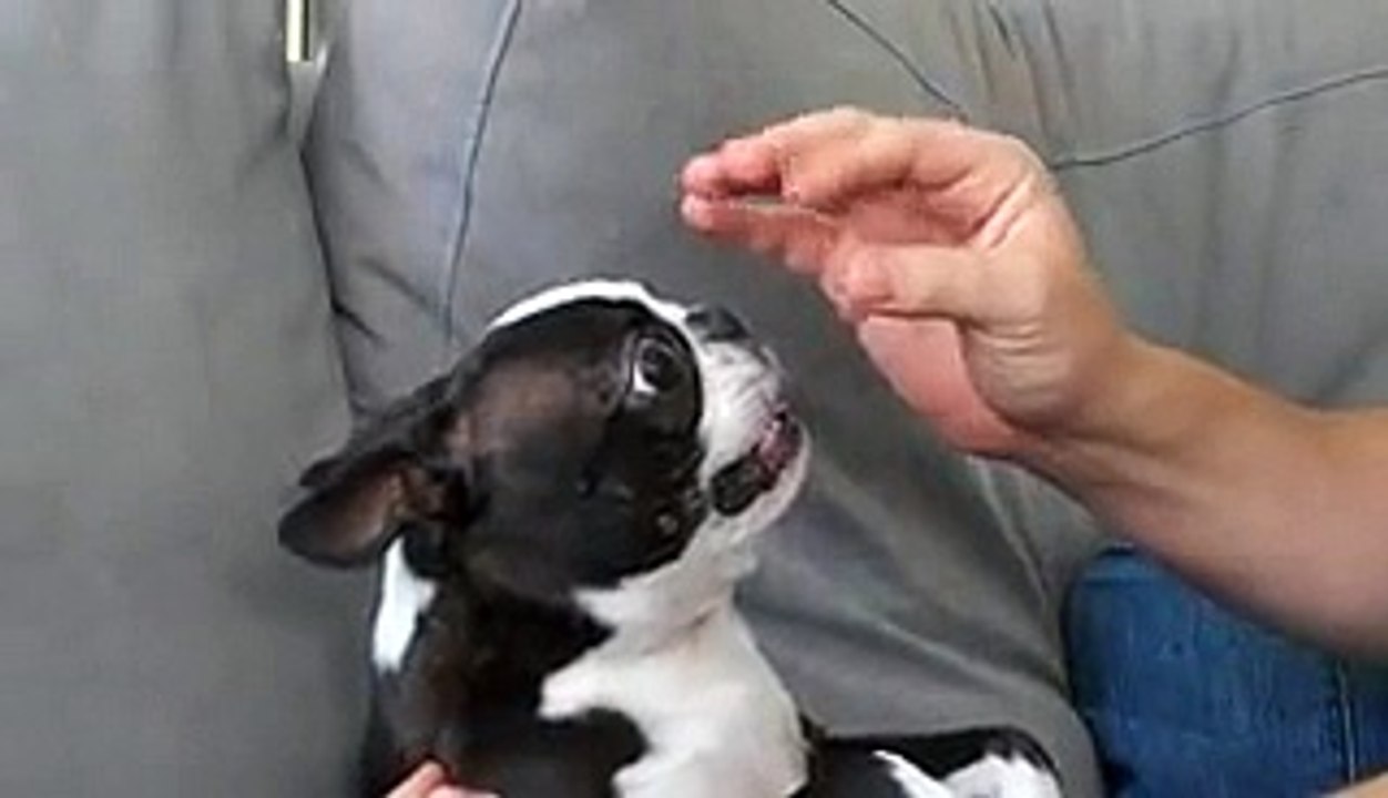 Puppy May Be an Alien