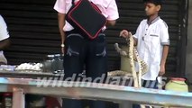 Artificial snake Show Beside The Road By wildindiafilms