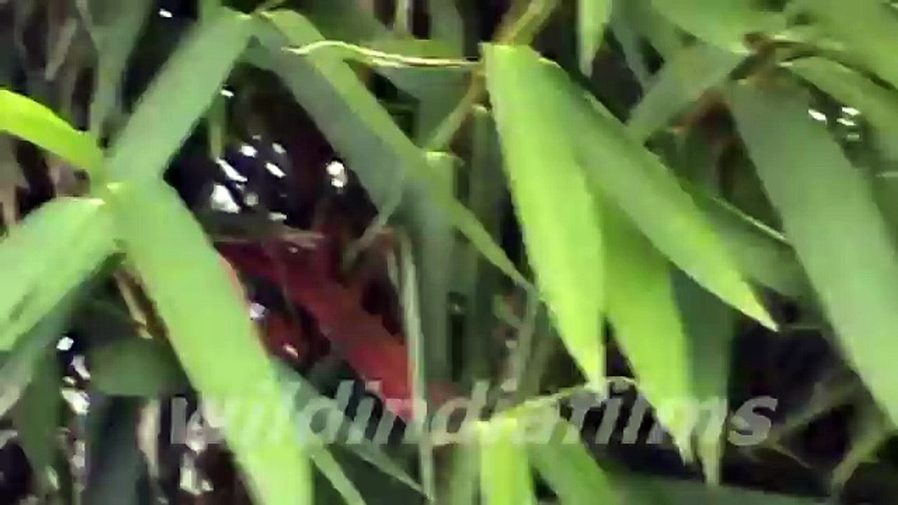 Bambusa Ventricosa (Buddhas) -Dwarf Buddha Belly Bambooby wildindiafilms