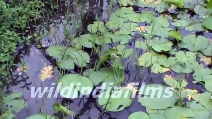 Beautiful Water Lili Shapla in the Open Water in Eco park Kolkata By wildindiafilms