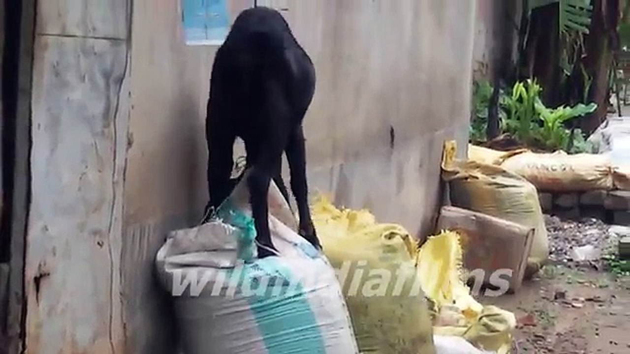 Cute Baby Goats Compilation - Goat Jumping