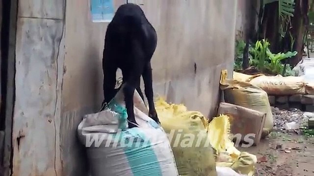 Cute Baby Goats Compilation - Goat Jumping