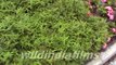 Dwarf Bamboo - Dwarf Variegated Leaf Bamboo Plants in kolkata ecopark by wildindiafilms