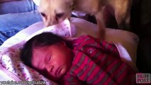 Ces chiens apportent eux-mêmes la couverture pour bébé
