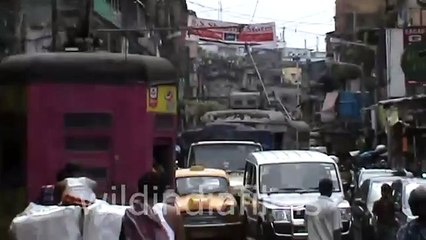 Nakhoda Mosque in Kolkata - wildindiafilms