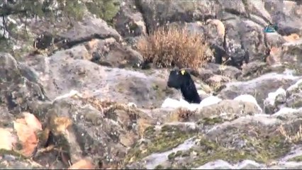 Dağda keçi kurtarma operasyonu