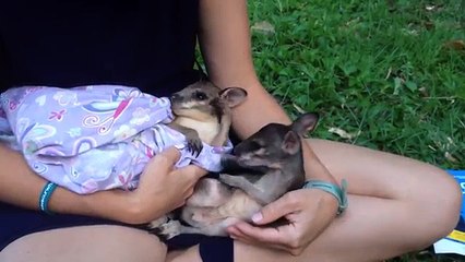 La rencontre entre deux kangourous : l'amour au premier regard !