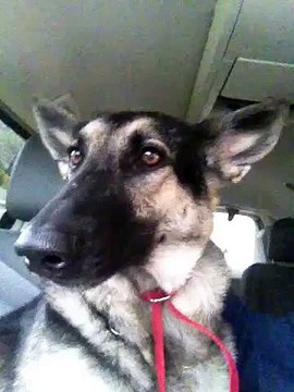 Dog Dances on Flo rida! Hilarious...