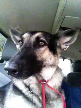 Ce chien a le groove dans la peau et danse sur du Flo Rida