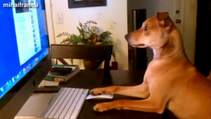 Des chiens qui  agissent comme des humains
