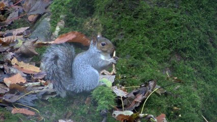 Un écureuil joue de la flûte : une cover de casse-noisette?!