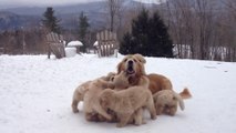 Cute Dog family : Mother Playing With Her Pups