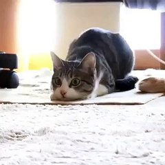 Cat Wiggle Wiggle Wiggle [Vines] - Funny Cat / Gato Wiggle Wiggle Wiggle [Vines] - Gato Chistoso