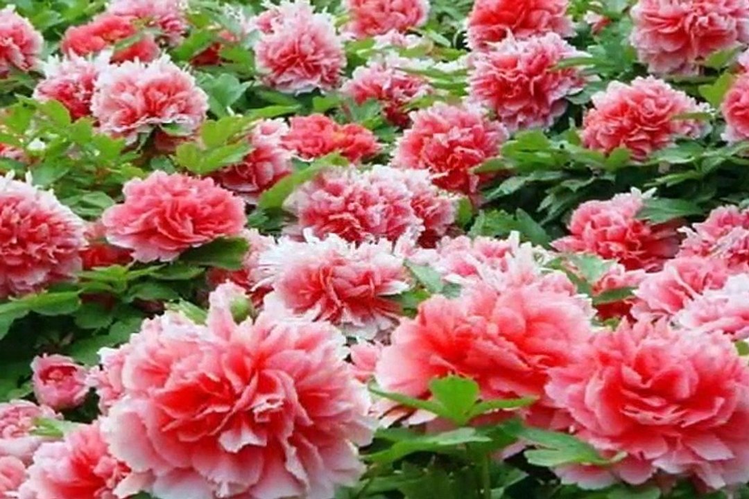 Send Flowers to Chernigiv