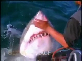 Great White Shark Appears By Fisherman's Boat
