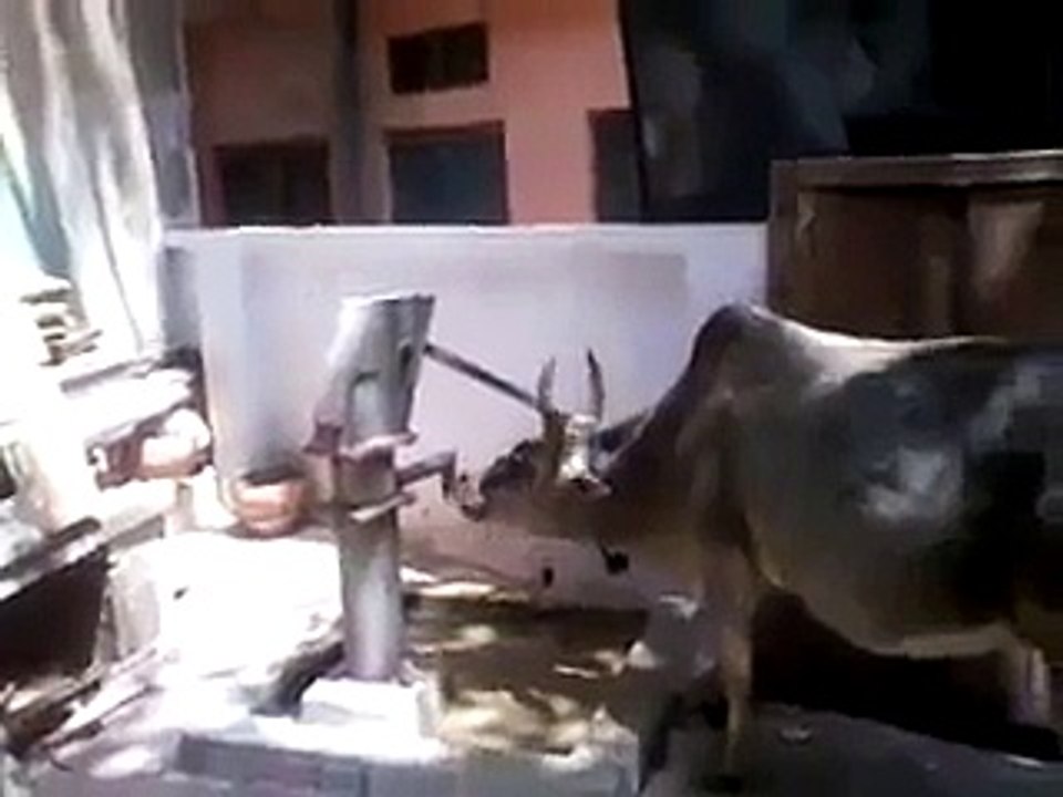Cow Using Hand Pump for Drinking Water