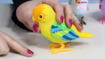 Birds / Ptaszki - Little Live Pets - Cobi - 28006 - Recenzja