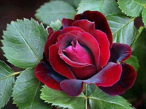 niyazi çakır cengiz kurtoglu duvardaki resmin