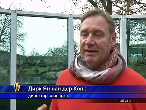 Три белых медвежонка родились в зоопарке Голландии