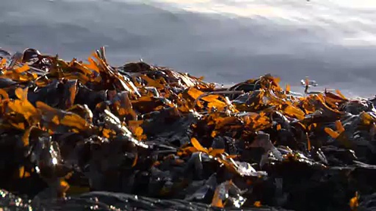 Testing Dailymotion Video