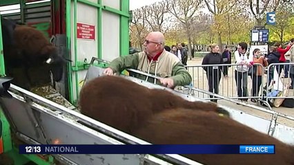 Au pied de la tour Eiffel, les éleveurs ouvrent "la chasse au loup"