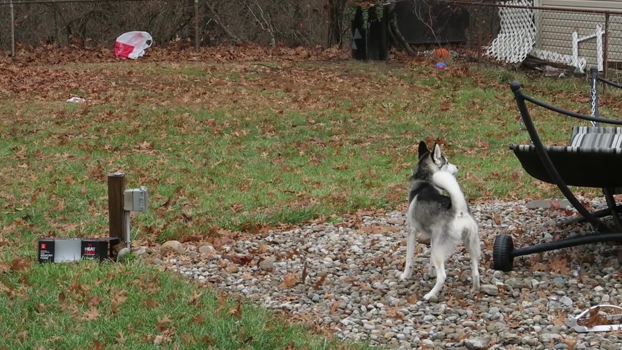 Husky puppy doesn't trust plastic bag